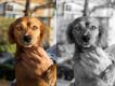 Maxcotea | Foto de Urgente Luna - Perro, Raza: Otro | Luna. | Maxcotea, Adopción de mascotas. Adopción de perros. Adopción de gatos.