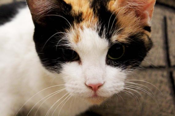 Maxcotea | Foto de Mila - Gato, Raza: Gato común europeo | Maxcotea, Adopción de mascotas. Adopción de perros. Adopción de gatos.