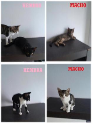 Maxcotea | Foto de gatitos - Gato, Raza: Otro | Maxcotea, Adopción de mascotas. Adopción de perros. Adopción de gatos.