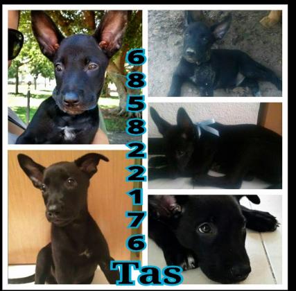 Maxcotea | Foto de TAS - Perro, Raza: Otro | Maxcotea, Adopción de mascotas. Adopción de perros. Adopción de gatos.