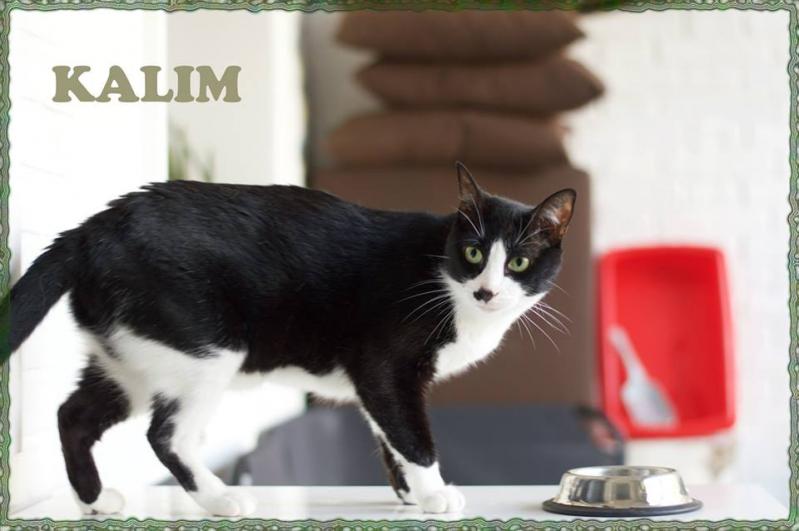 Maxcotea | Foto de Kalim - Gato, Raza: Abisinio
 | Kalim en adopción | Maxcotea, Adopción de mascotas. Adopción de perros. Adopción de gatos.