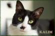 Maxcotea | Foto de Kalim - Gato, Raza: Abisinio
 | Kalim en adopción | Maxcotea, Adopción de mascotas. Adopción de perros. Adopción de gatos.