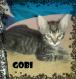 Maxcotea | Foto de Goby - Gato, Raza: Gato común europeo | GOBY EN ADOPCIÓN | Maxcotea, Adopción de mascotas. Adopción de perros. Adopción de gatos.