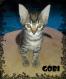 Maxcotea | Foto de Goby - Gato, Raza: Gato común europeo | GOBY EN ADOPCIÓN | Maxcotea, Adopción de mascotas. Adopción de perros. Adopción de gatos.