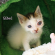 Maxcotea | Foto de Sibel - Gato, Raza: Gato común europeo | Sibel en adopción | Maxcotea, Adopción de mascotas. Adopción de perros. Adopción de gatos.