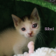 Maxcotea | Foto de Sibel - Gato, Raza: Gato común europeo | Sibel en adopción | Maxcotea, Adopción de mascotas. Adopción de perros. Adopción de gatos.