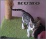 Maxcotea | Foto de Humo - Gato, Raza: Gato común europeo | Humo en adopción | Maxcotea, Adopción de mascotas. Adopción de perros. Adopción de gatos.