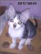 Maxcotea | Foto de Humo - Gato, Raza: Gato común europeo | Humo en adopción | Maxcotea, Adopción de mascotas. Adopción de perros. Adopción de gatos.