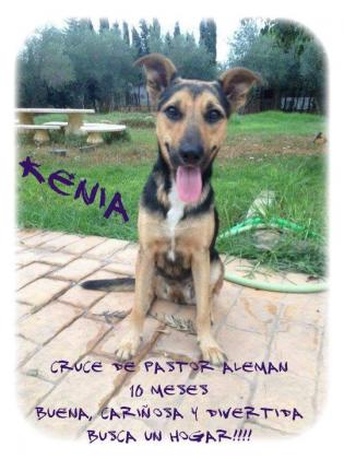 Maxcotea | Foto de Kenia - Perro, Raza: Pastor Aleman
 | Maxcotea, Adopción de mascotas. Adopción de perros. Adopción de gatos.
