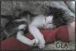 Maxcotea | Foto de Gea - Gato, Raza: Gato común europeo | Gea en adopcion | Maxcotea, Adopción de mascotas. Adopción de perros. Adopción de gatos.