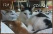 Maxcotea | Foto de Eris y Conan - Gato, Raza: Gato común europeo | Eris y Conan en adopción | Maxcotea, Adopción de mascotas. Adopción de perros. Adopción de gatos.