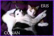 Maxcotea | Foto de Eris y Conan - Gato, Raza: Gato común europeo | Eris y Conan en adopción | Maxcotea, Adopción de mascotas. Adopción de perros. Adopción de gatos.