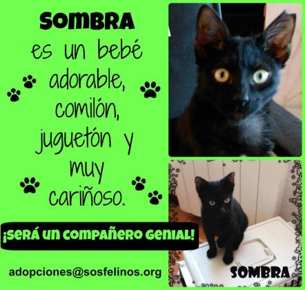 Maxcotea | Foto de Sombra - Gato, Raza: Gato común europeo | Sombra en adopción | Maxcotea, Adopción de mascotas. Adopción de perros. Adopción de gatos.