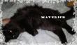 Maxcotea | Foto de Maverick - Gato, Raza: Gato común europeo | Mavrick en adopción | Maxcotea, Adopción de mascotas. Adopción de perros. Adopción de gatos.