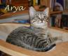 Maxcotea | Foto de Davor y Arya - Gato, Raza: Gato común europeo | Davor y Arya en adopción | Maxcotea, Adopción de mascotas. Adopción de perros. Adopción de gatos.