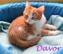 Maxcotea | Foto de Davor y Arya - Gato, Raza: Gato común europeo | Davor y Arya en adopción | Maxcotea, Adopción de mascotas. Adopción de perros. Adopción de gatos.
