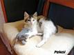 Maxcotea | Foto de Pelusi - Gato, Raza: Gato común europeo | Pelusi en adopción | Maxcotea, Adopción de mascotas. Adopción de perros. Adopción de gatos.