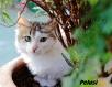 Maxcotea | Foto de Pelusi - Gato, Raza: Gato común europeo | Pelusi en adopción | Maxcotea, Adopción de mascotas. Adopción de perros. Adopción de gatos.