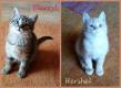 Maxcotea | Foto de Darryl y Hershel - Gato, Raza: Gato común europeo | Darryl y Hershel | Maxcotea, Adopción de mascotas. Adopción de perros. Adopción de gatos.