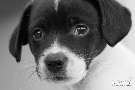 Maxcotea | Foto de Sule - Perro, Raza: Otro | Sule. pequeño | Maxcotea, Adopción de mascotas. Adopción de perros. Adopción de gatos.