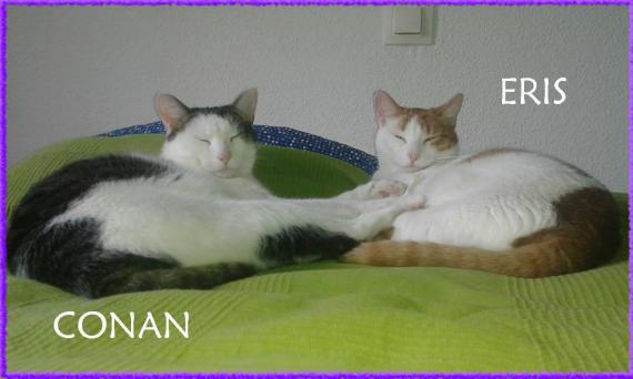 Maxcotea | Foto de Eris y Conan - Gato, Raza: Gato común europeo | Maxcotea, Adopción de mascotas. Adopción de perros. Adopción de gatos.