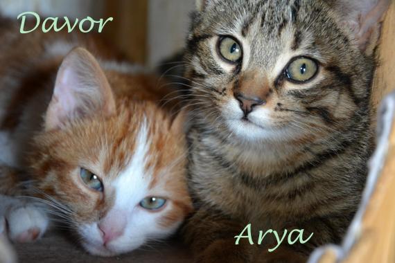 Maxcotea | Foto de Davor y Arya - Gato, Raza: Gato común europeo | Maxcotea, Adopción de mascotas. Adopción de perros. Adopción de gatos.