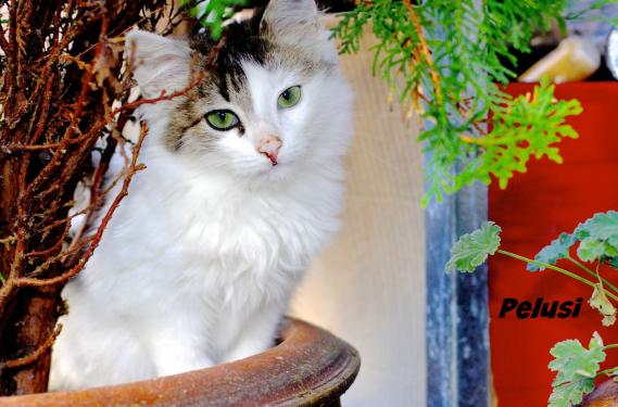 Maxcotea | Foto de Pelusi - Gato, Raza: Gato común europeo | Maxcotea, Adopción de mascotas. Adopción de perros. Adopción de gatos.