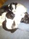 Maxcotea | Foto de sin nombre aún - Perro, Raza: Otro | con casi un mes, cachorretes. | Maxcotea, Adopción de mascotas. Adopción de perros. Adopción de gatos.