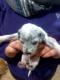 Maxcotea | Foto de sin nombre aún - Perro, Raza: Otro | con casi un mes, cachorretes. | Maxcotea, Adopción de mascotas. Adopción de perros. Adopción de gatos.