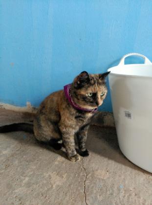 Maxcotea | Foto de Tigris - Gato, Raza: Otro | Maxcotea, Adopción de mascotas. Adopción de perros. Adopción de gatos.