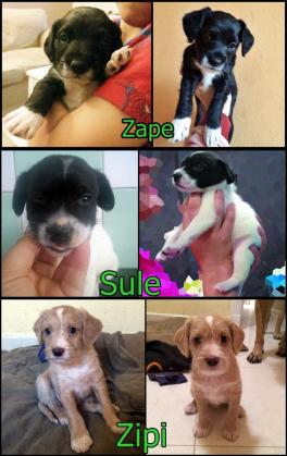 Maxcotea | Foto de Zipi, Zape y Sule - Perro, Raza: Otro | Maxcotea, Adopción de mascotas. Adopción de perros. Adopción de gatos.