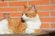 Maxcotea | Foto de Centella - Gato, Raza: Gato común europeo | Centella | Maxcotea, Adopción de mascotas. Adopción de perros. Adopción de gatos.