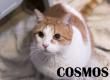 Maxcotea | Foto de Cosmos - Gato, Raza: Gato común europeo | Cosmos en adopción | Maxcotea, Adopción de mascotas. Adopción de perros. Adopción de gatos.