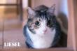 Maxcotea | Foto de Liesel - Gato, Raza: Gato común europeo | Liesel en adopción | Maxcotea, Adopción de mascotas. Adopción de perros. Adopción de gatos.