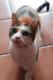 Maxcotea | Foto de Mani - Gato, Raza: Gato común europeo | Mani en adopción | Maxcotea, Adopción de mascotas. Adopción de perros. Adopción de gatos.
