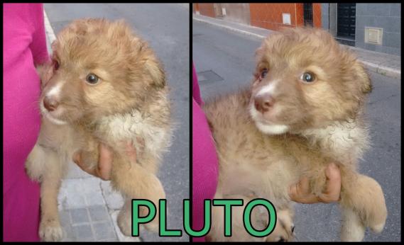 Maxcotea | Foto de Pluto. Urgente - Perro, Raza: Otro | Pluto | Maxcotea, Adopción de mascotas. Adopción de perros. Adopción de gatos.