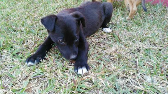 Maxcotea | Foto de CINTHIA - Perro, Raza: Labrador Retriever
 | Maxcotea, Adopción de mascotas. Adopción de perros. Adopción de gatos.
