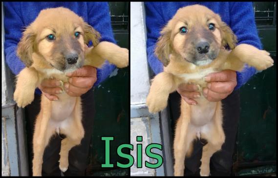 Maxcotea | Foto de Isis - Perro, Raza: Otro | Maxcotea, Adopción de mascotas. Adopción de perros. Adopción de gatos.