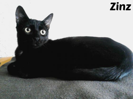 Maxcotea | Foto de Zinz - Gato, Raza: Gato común europeo | Maxcotea, Adopción de mascotas. Adopción de perros. Adopción de gatos.