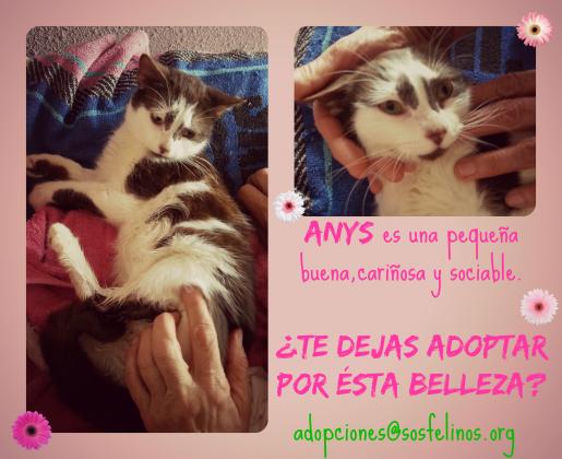 Maxcotea | Foto de Anys - Gato, Raza: Gato común europeo | Anys en adopción | Maxcotea, Adopción de mascotas. Adopción de perros. Adopción de gatos.