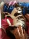 Maxcotea | Foto de Anys - Gato, Raza: Gato común europeo | Anys en adopción | Maxcotea, Adopción de mascotas. Adopción de perros. Adopción de gatos.