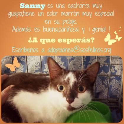 Maxcotea | Foto de Sanny - Gato, Raza: Gato común europeo | Sanny en adopción | Maxcotea, Adopción de mascotas. Adopción de perros. Adopción de gatos.