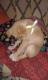 Maxcotea | Foto de Ratón - Perro, Raza: Golden Retriever
 | Ratón | Maxcotea, Adopción de mascotas. Adopción de perros. Adopción de gatos.