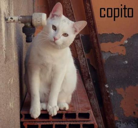 Maxcotea | Foto de Copito - Gato, Raza: Abisinio
 | Maxcotea, Adopción de mascotas. Adopción de perros. Adopción de gatos.