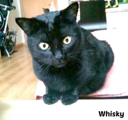 Maxcotea | Foto de Whisky - Gato, Raza: Gato común europeo | Whisky en adopción | Maxcotea, Adopción de mascotas. Adopción de perros. Adopción de gatos.