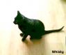 Maxcotea | Foto de Whisky - Gato, Raza: Gato común europeo | Whisky en adopción | Maxcotea, Adopción de mascotas. Adopción de perros. Adopción de gatos.