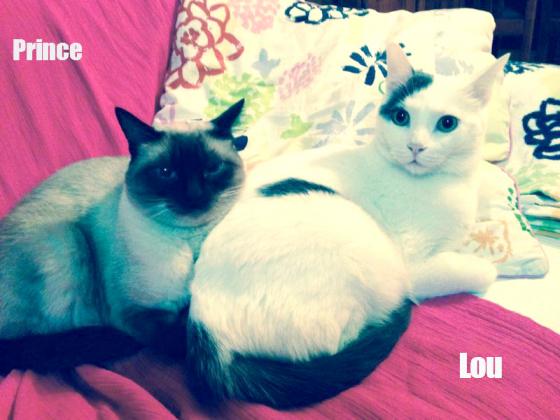 Maxcotea | Foto de Prince y Lou - Gato, Raza: Gato común europeo | Prince y Lou en adopción | Maxcotea, Adopción de mascotas. Adopción de perros. Adopción de gatos.
