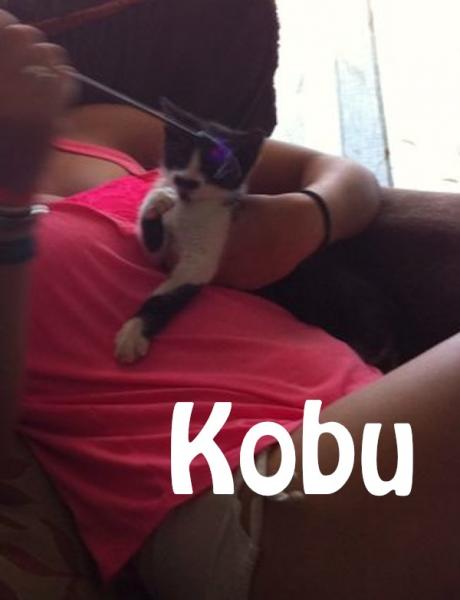 Maxcotea | Foto de Kobu - Gato, Raza: Gato común europeo | Kobu en adopción | Maxcotea, Adopción de mascotas. Adopción de perros. Adopción de gatos.