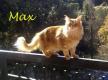 Maxcotea | Foto de Max y Mini - Gato, Raza: Maine Coon
 | Max y Mini en adopción | Maxcotea, Adopción de mascotas. Adopción de perros. Adopción de gatos.