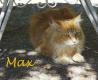 Maxcotea | Foto de Max y Mini - Gato, Raza: Maine Coon
 | Max y Mini en adopción | Maxcotea, Adopción de mascotas. Adopción de perros. Adopción de gatos.